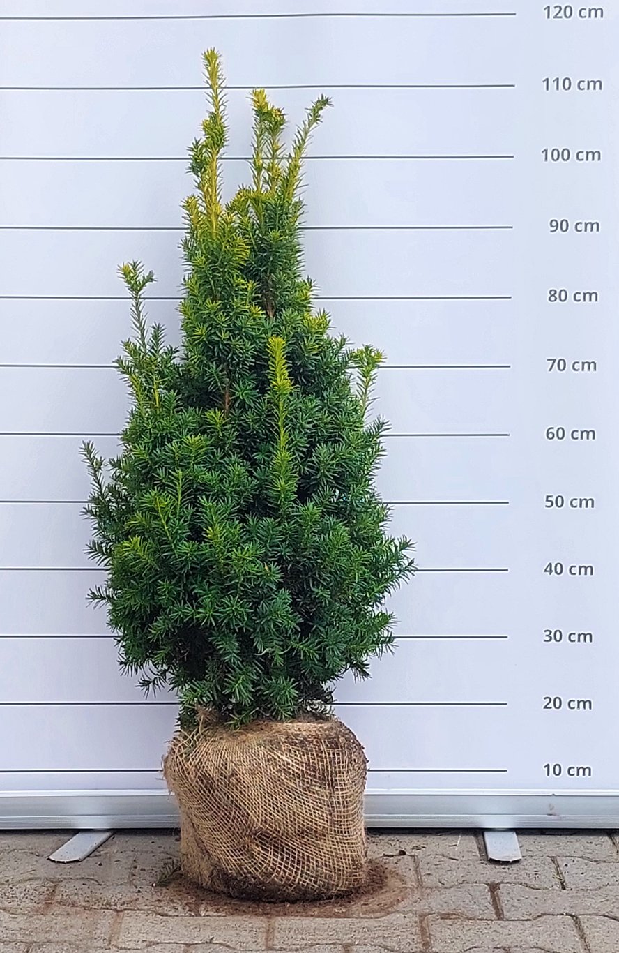Taxus b. 'Judith' - 80-100 CM RB